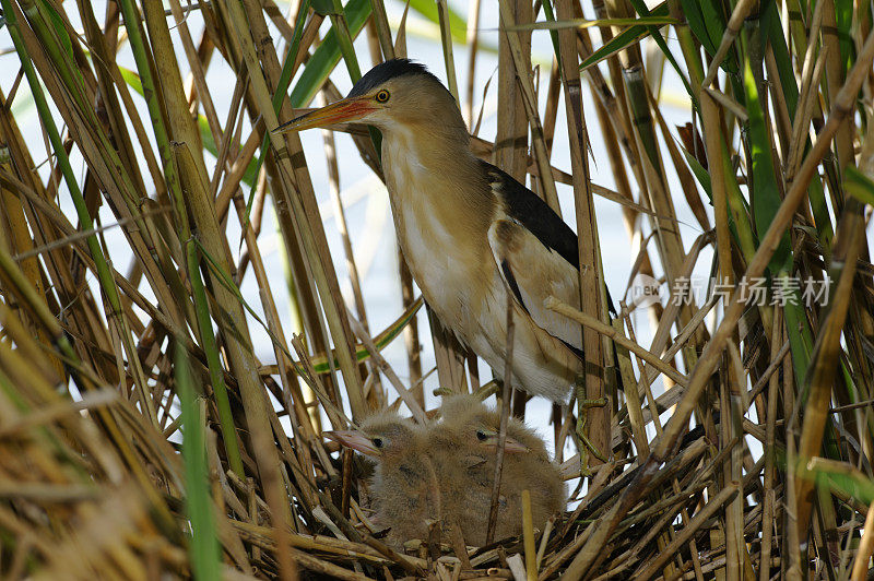 窝里的小卤鸟(Ixobrychus minutus)